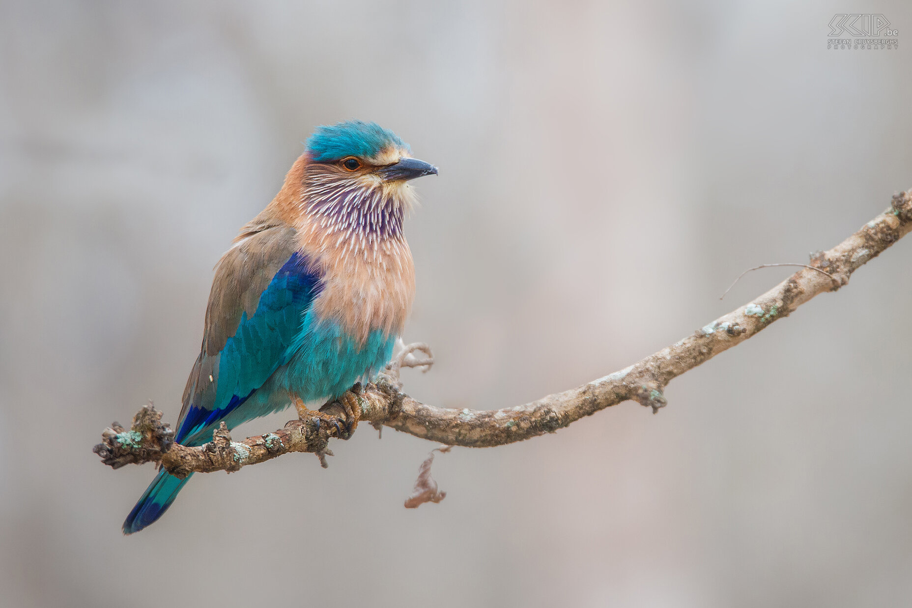 Kabini - Indian roller We also went three days on safari in the beautiful Kabini region of Nagarhole national park in the state of Karnataka. We saw lots of monkeys, deer, elephants, gaurs, crocodiles, flying foxes, woodpeckers and a tigress. A common but very colourful bird is the Indian roller (Coracias benghalensis). Stefan Cruysberghs